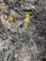 Tetraneuris ivesiana, photograph (c) Corin, some rights reserved (CC BY)