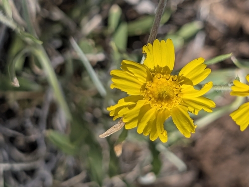 Tetraneuris ivesiana, photograph 4