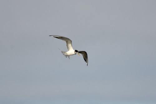 iNaturalist: (c) Mackenzie Coles, some rights reserved (CC BY-NC), uploaded by Mackenzie Coles iNaturalist image