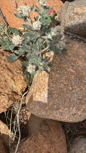 Abert's buckwheat