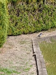 Aphelocoma californica