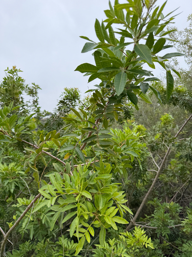 Brazilian pepper