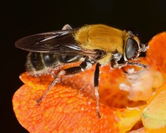 Pterallastes thoracicus