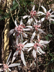 Euphorbia radians
