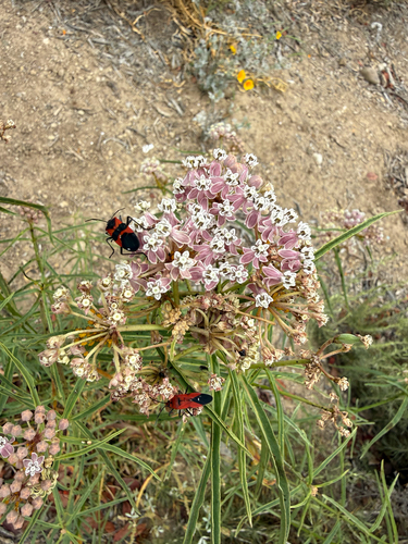 Large Milkweed Bug