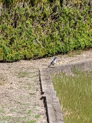 Aphelocoma californica