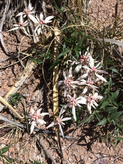 Euphorbia radians