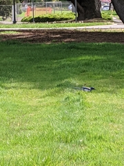 Aphelocoma californica