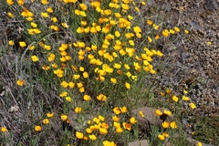 Eschscholzia lobbii