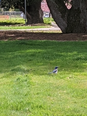 Aphelocoma californica