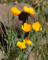 Eschscholzia lobbii