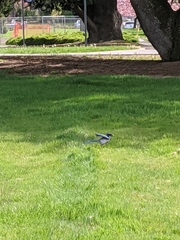 Aphelocoma californica