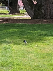 Aphelocoma californica