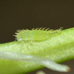 Stictocephala militaris