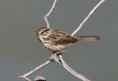 Song Sparrow