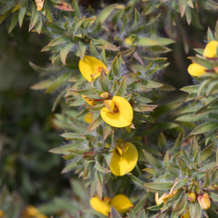 Pultenaea involucrata