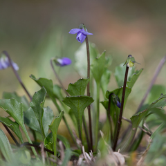 Viola sieberiana