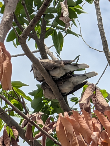 Red Collared-Dove