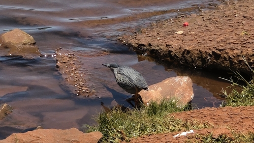 iNaturalist image