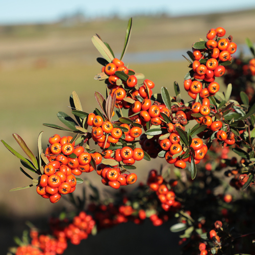 Narrowleaf Firethorn
