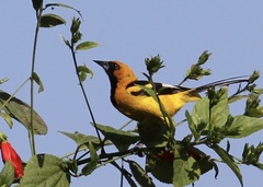 Icterus graceannae