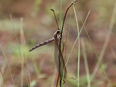 Ascaloptynx appendiculata image