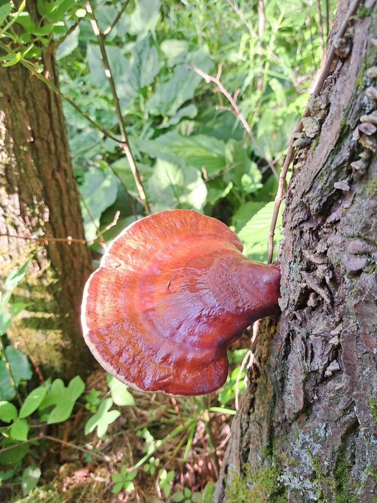 hemlock varnish shelf · June 2026 · photo: Photo: (c) Bob Schwartz, some rights reserved (CC BY) · iNaturalist