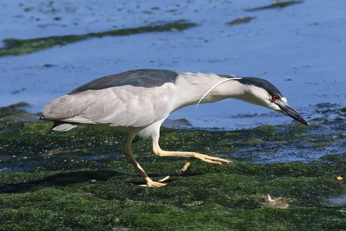 Black-crowned Night Heron