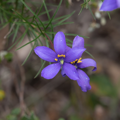 Cheiranthera alternifolia