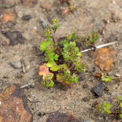 Hydrocotyle callicarpa