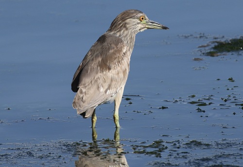 Black-crowned Night Heron