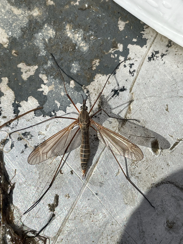 Prionocera