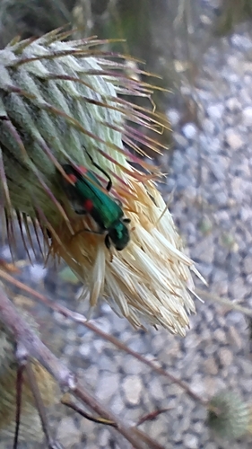 Trichodes quadriguttatus