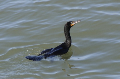 Double-crested Cormorant