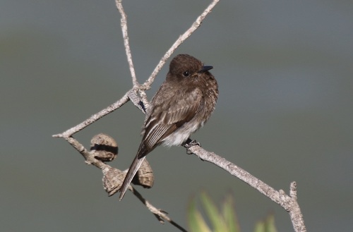 Black Phoebe