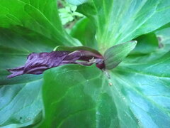 Trillium chloropetalum, photograph author not stated, no rights reserved