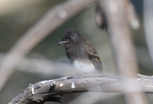 Black Phoebe