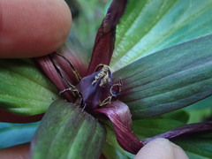 Trillium chloropetalum, photograph author not stated, no rights reserved