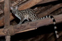 Common Genet photo 4