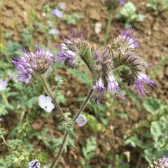 Phacelia tanacetifolia