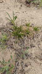 author not stated, no rights reserved Carex tonsa, photograph author not stated, no rights reserved