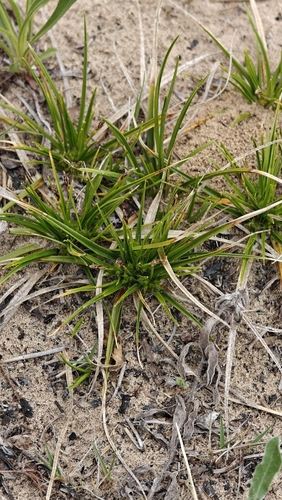 Carex tonsa, photograph 3