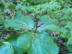 Trillium chloropetalum