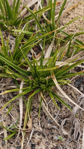 Carex tonsa, photograph 4