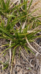 author not stated, no rights reserved Carex tonsa, photograph author not stated, no rights reserved