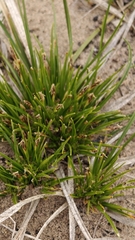 author not stated, no rights reserved Carex tonsa, photograph author not stated, no rights reserved