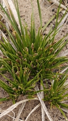 Carex tonsa, photograph author not stated, no rights reserved