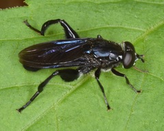 Chalcosyrphus chalybeus