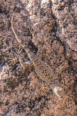 Sceloporus merriami