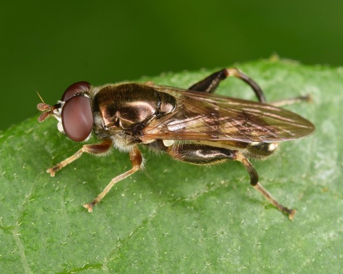 Chalcosyrphus metallicus (Wiedemann, 1830)